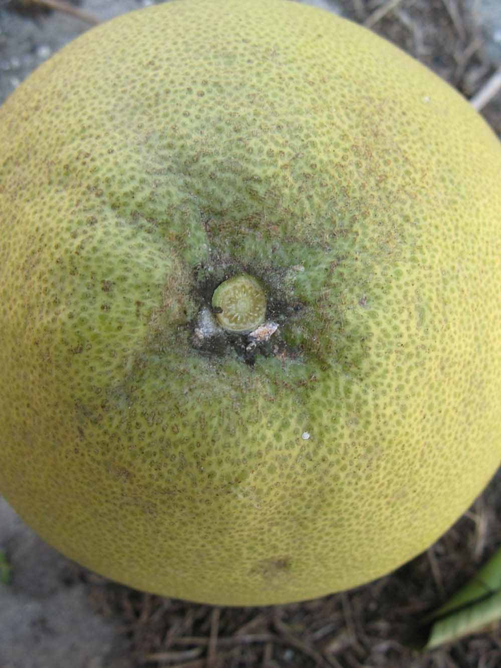            Fruit (Winter Haven, FL)   